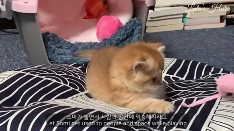 Kitten video