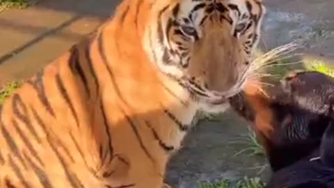 Dog bites tiger while kissing 😳🙆😹