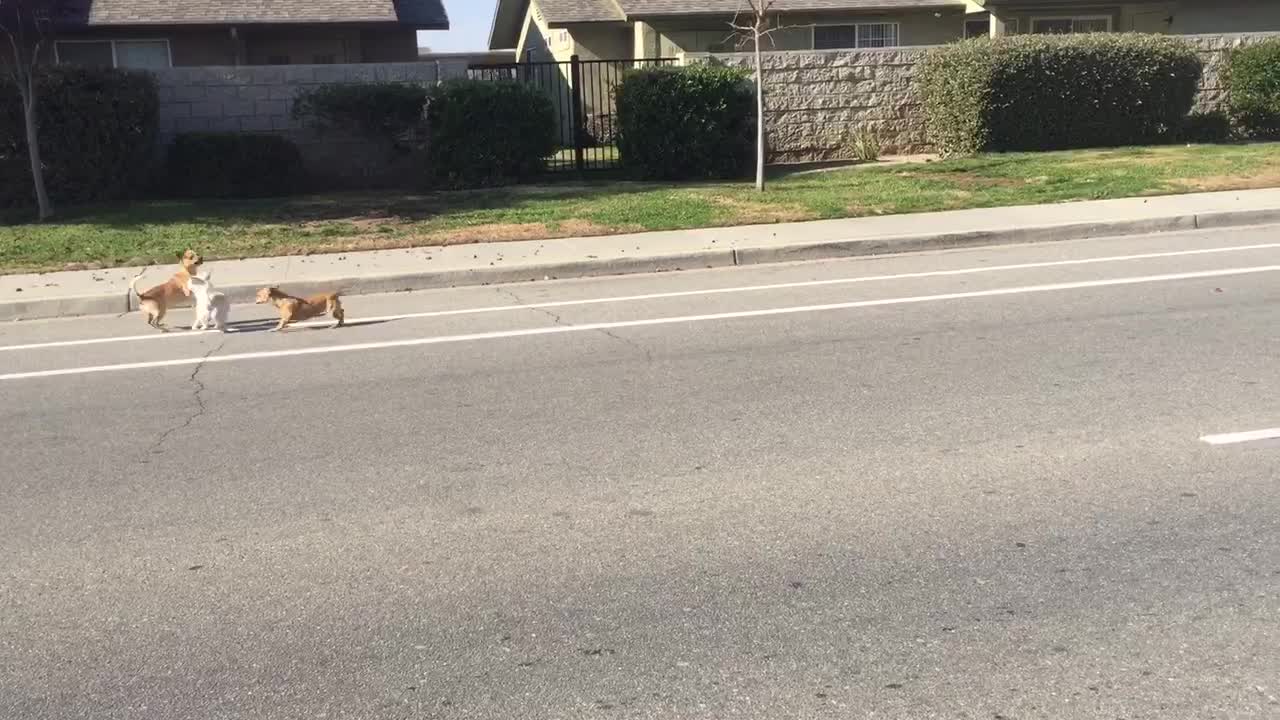 Stray dogs battle for female in heat