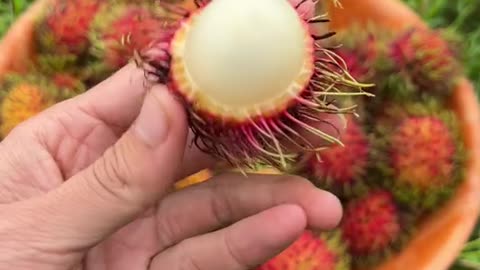 Rambutan. Related to lychee and tastes the same