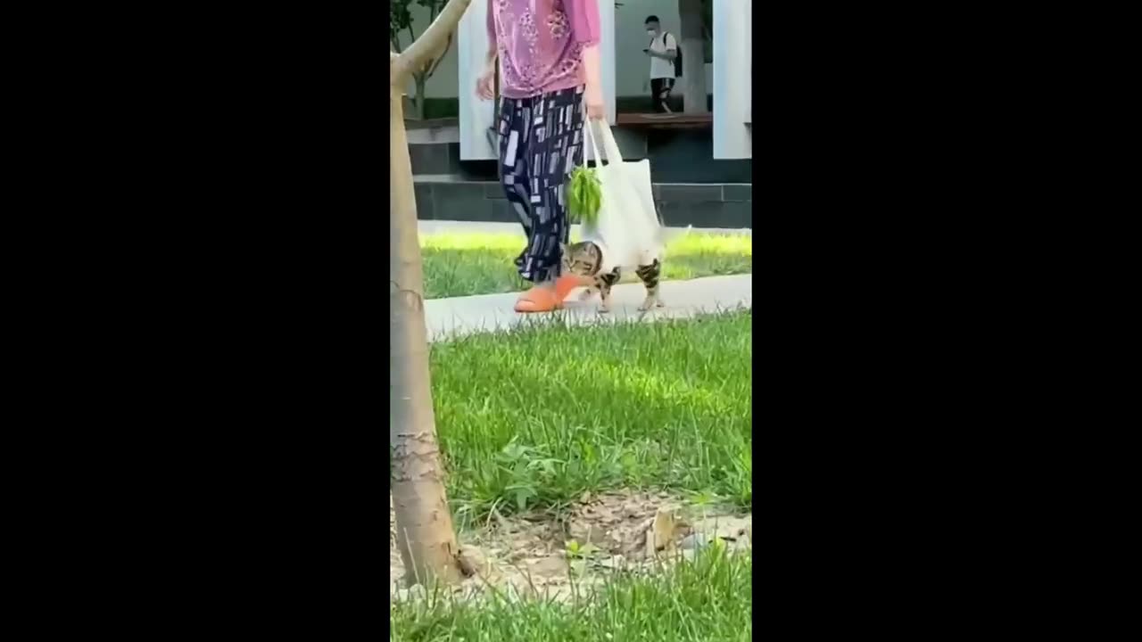 Random Funny Video [cute Cat & Dog] #13