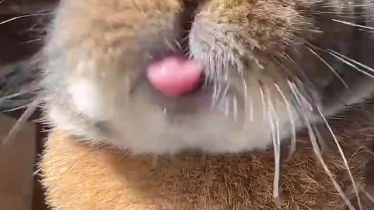 Funny & cute animals videos