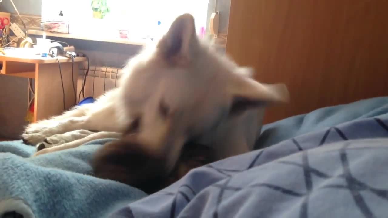 Precious playtime between dog and cat