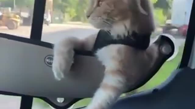 Funny cat 🐱