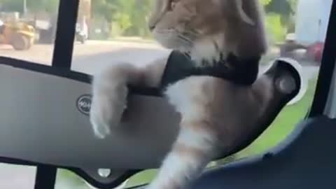 Funny cat 🐱