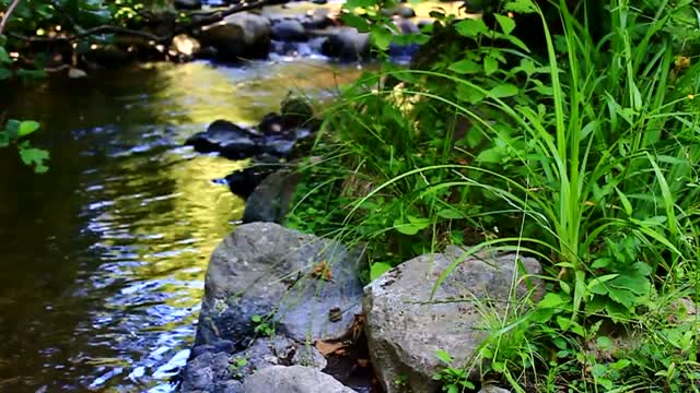 Nature Forest 4K Nature scenery, Beautiful Relaxing Music