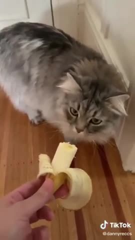 Cat hates Banana | Cat kicks away Banana | Angry Cat | Cute Animals | Funny Animals | #Shorts
