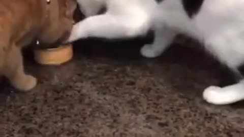 Cute Cat Sharing Food - Funny Animals