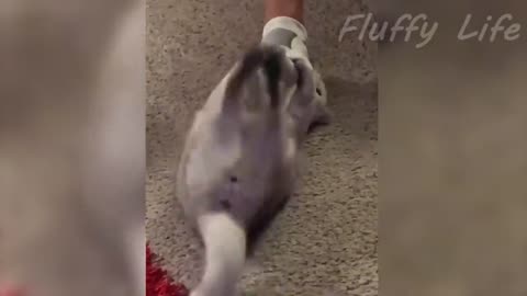 Best Funny Cats Videos Of 2023 😅😹