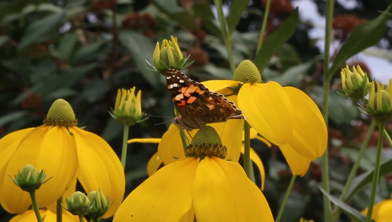 Butterfly Insect Blossom Bloom Nature Summer Wing