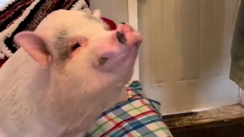 Pig Enjoys Second Breakfast