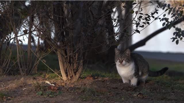 A cat in the jungle