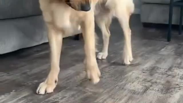 Cute and Funny Tiktok Pets