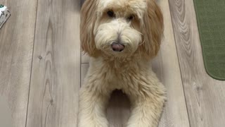 AKC Scent Work Beginner Video