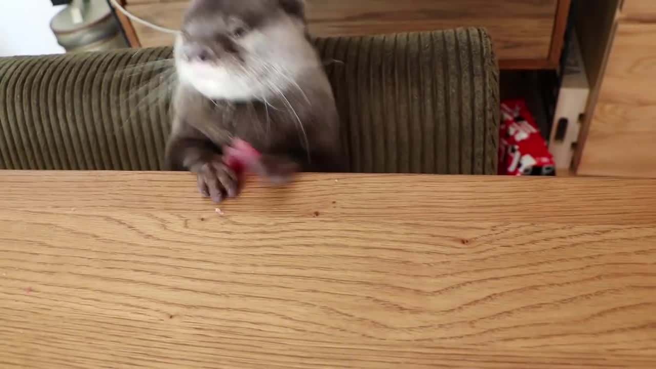 カワウソ コタロー マグロの刺身はこうやって食べる Kotaro the Otter Eating Tuna Sashimi