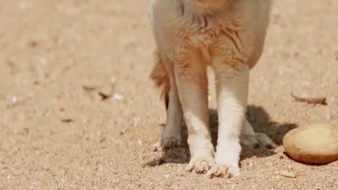 Foxear Fennec Fox