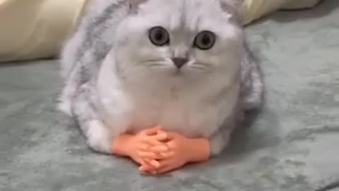 funny cat videos 2024 🦴 | try not to laugh