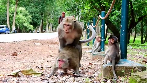 🐒MOG animal amazing monkey Meeting🐒🐗🐘🐈:-):-D🐵