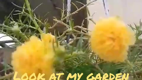 Home garden