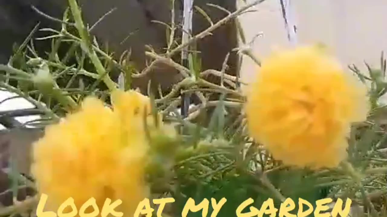 Home garden