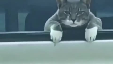 Viral catssss