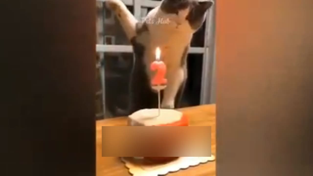 Funny animals|funny animals video| funny videos| cute cats| try not to laugh