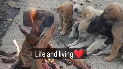 माना की बेज़ुबान हूँ,(Mana ki bezubaan hu)❤️ heart touching dogs story #shorts#dogs