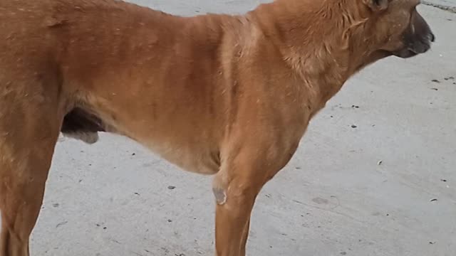 Indian dog