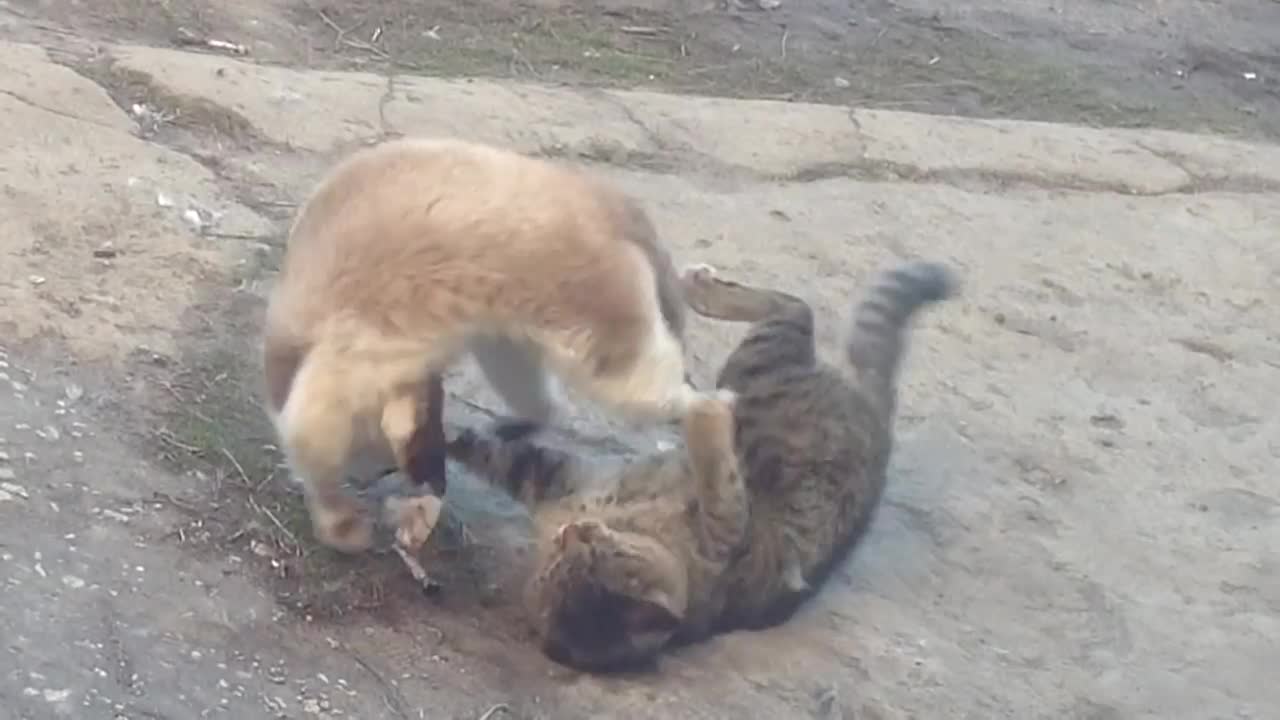 wwe big cat vs small cat fighting outside