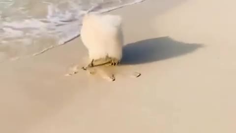 Cute Funny dog enjoying at sea side