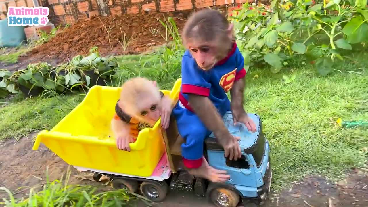 Smart BiBi harvests watermelon to make watermelon juice for baby monkey Obi