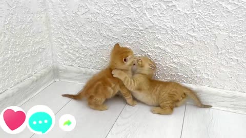 Kittens Fighting