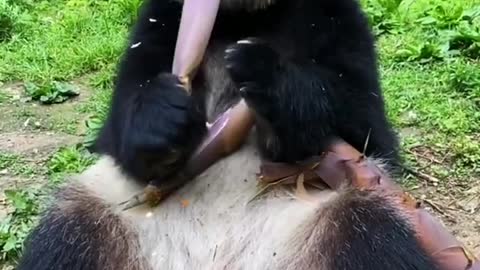 Adorable Giant Panda Eating Bamboo Shoots (true ASMR video)