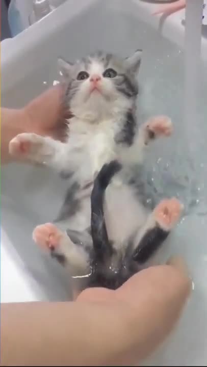 Cat bath 🐶