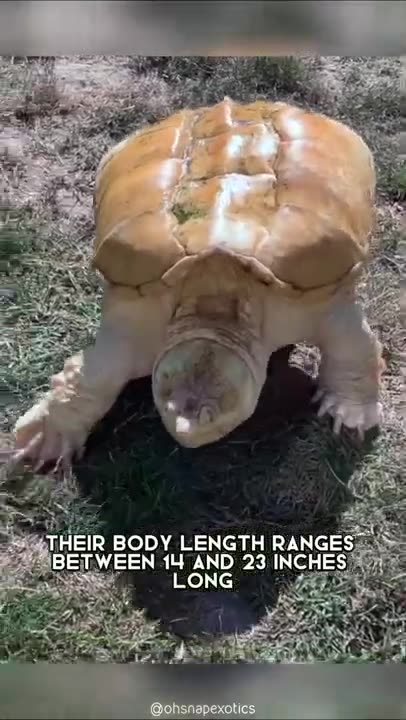 Albino Snapping Turtle 🐢 One Albino Animal You Have Never Seen #shorts #albinoturtle #snapping