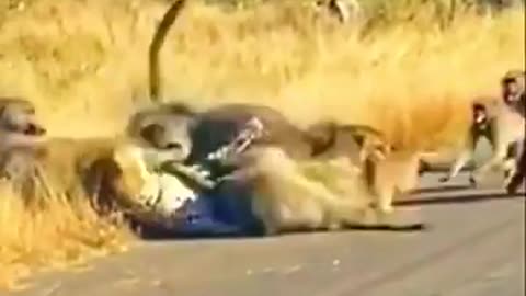 Animals funny video