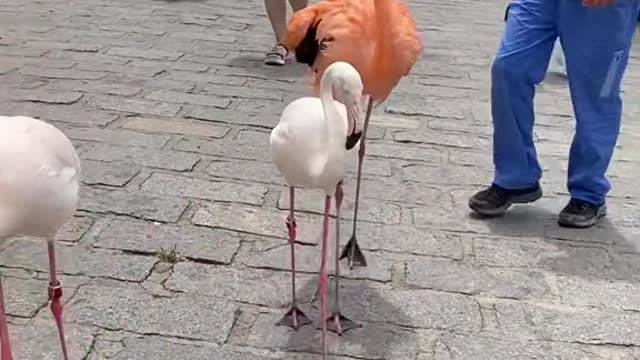 Flamingos