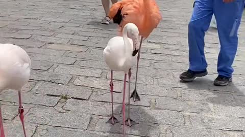 Flamingos