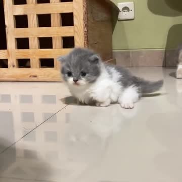 the cat is playing with his friends