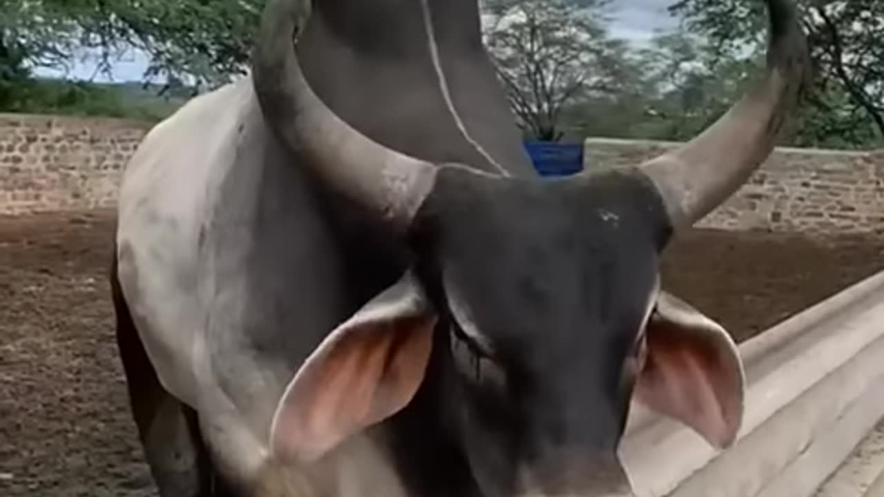 Bull voice 😱