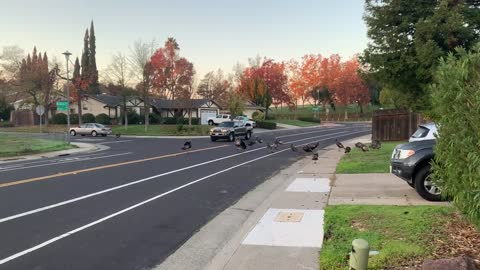 Group of Wild Turkeys Blocking the Road and Controlling Traffic in a Neighborhood