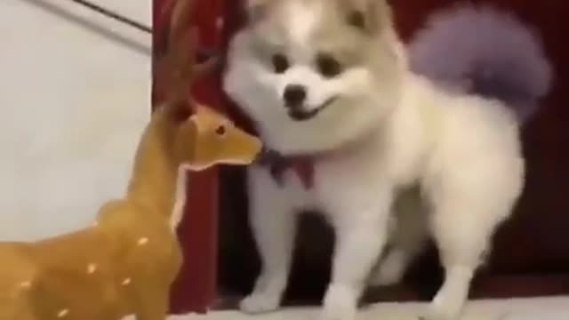 Funny scared dog