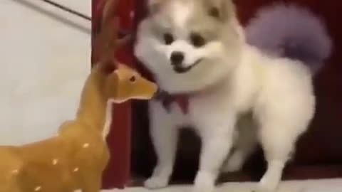 Funny scared dog