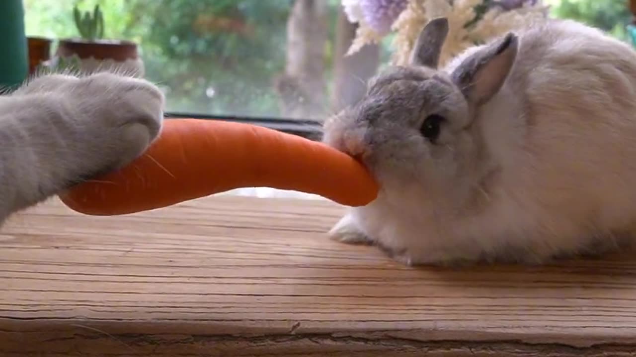 cat feeding rabbits carrots