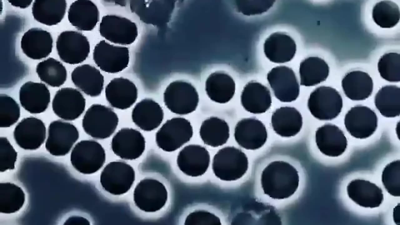 White Blood Cell wandering between Red Blood Cells and checking for harmful