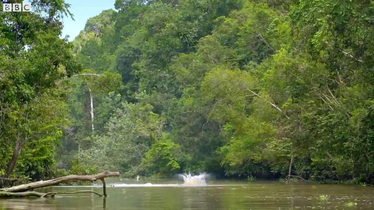 Proboscis Monkey Leap into Crocodile | War | Mysterious Wildlife