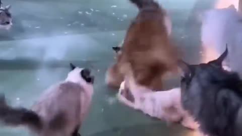 Entry of Muscular Cat to Stop Fight ✋️ 🫸 🫷