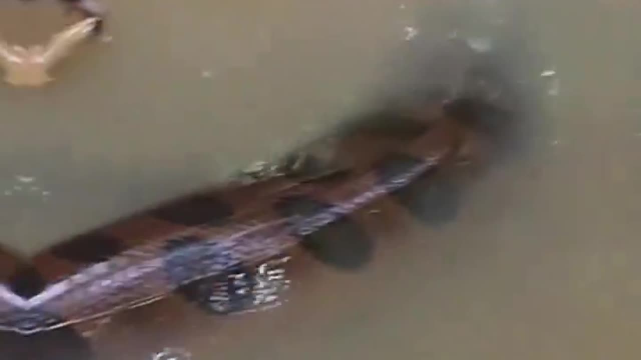 Movie Sized Anaconda