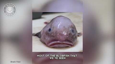 Blobfish - In 1 Minute! 🐡 Are They The UGLIEST Animals? | 1 Minute Animals