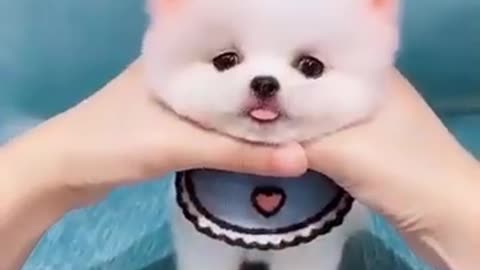 Cute puppy short video